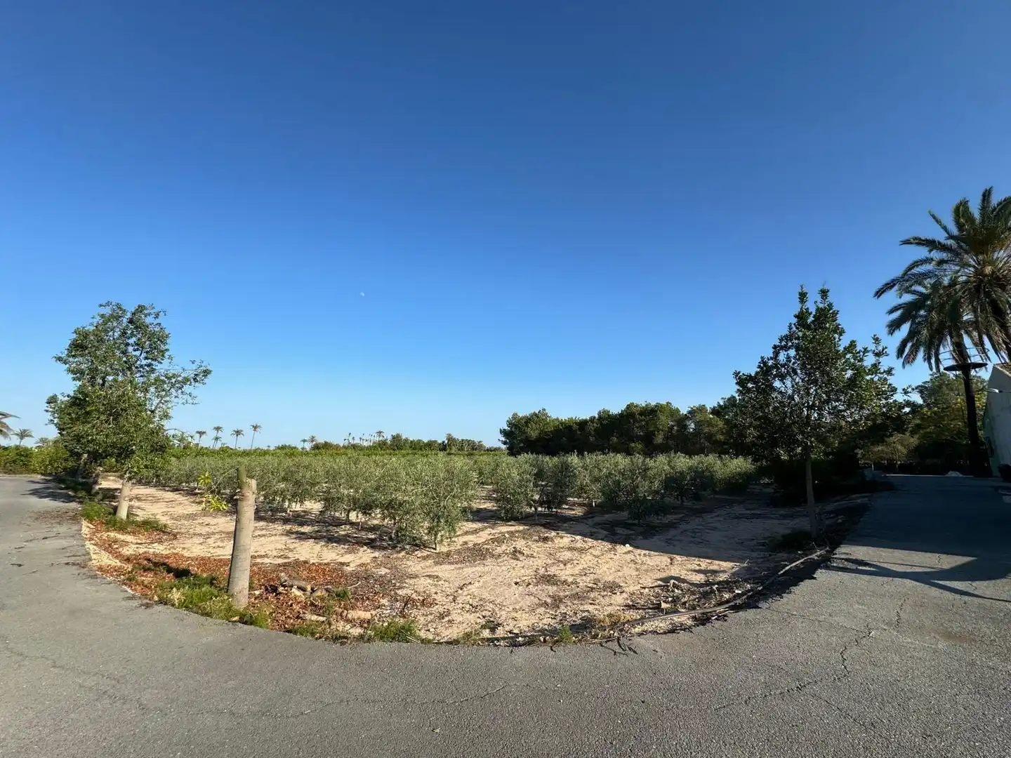 Villa à vendre à Partida Polígono 62 Parcela 80 DAIMES. ELCHE/ELX (ALICANT 62, imagen 51