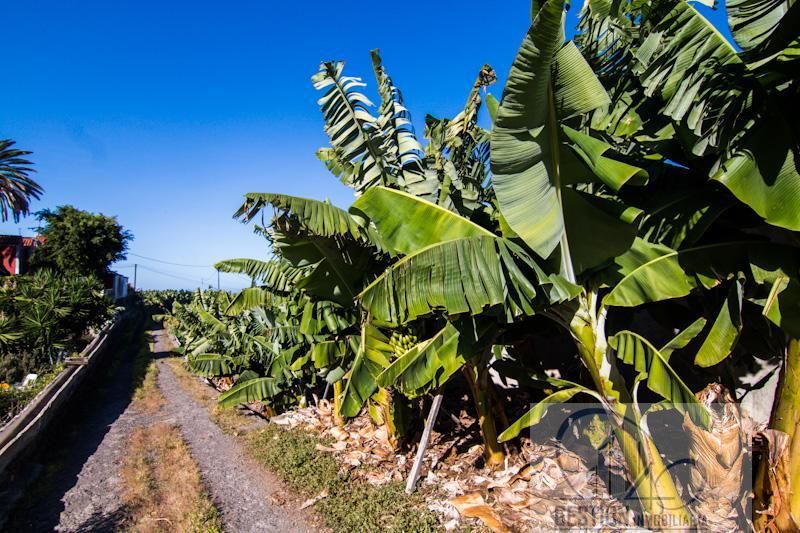 Exterior view of Country house for sale in Puerto de la Cruz