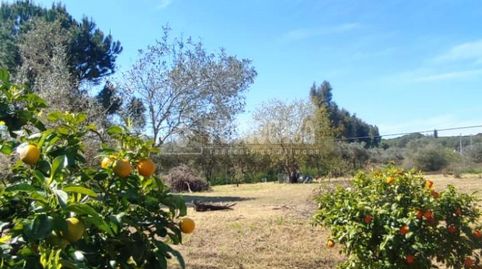 Photo 2 of Land for sale in Oromana, Alcalá de Guadaira