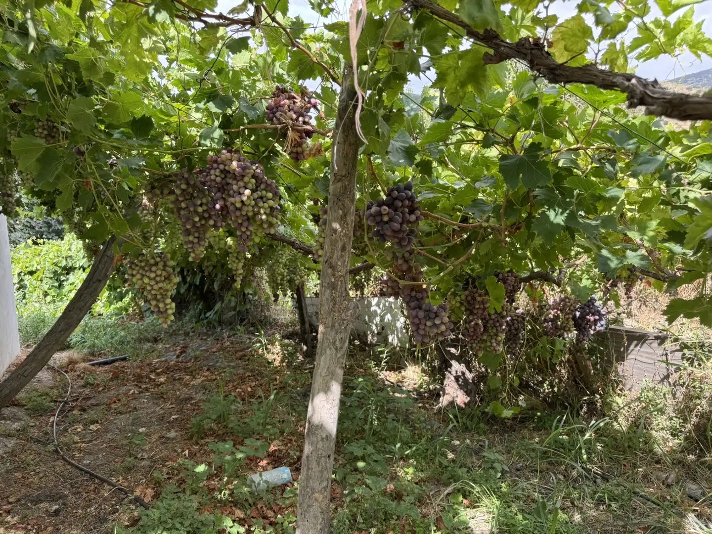 Jardí de Terreny en venda en Ohanes