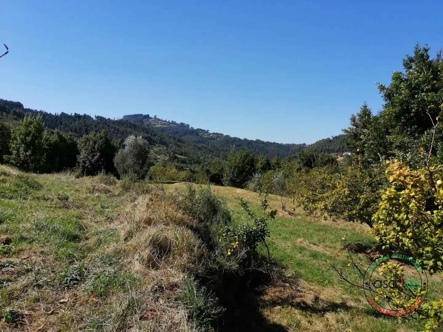 Terreno rustico in vendita a Lugar el Fonduxu, imagen 12