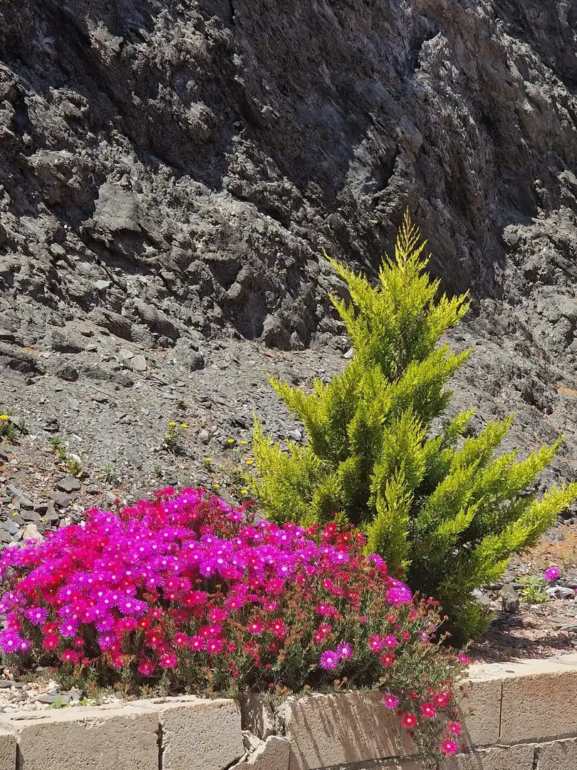 Jardín de Casa o chalet en venta en Cuevas del Almanzora con Terraza