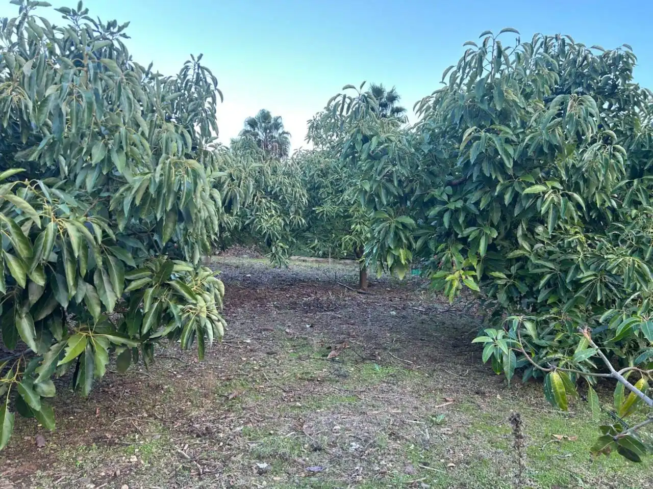 Finca rústica en venda en Estepona amb Aire condicionat, Calefacció i Jardí privat