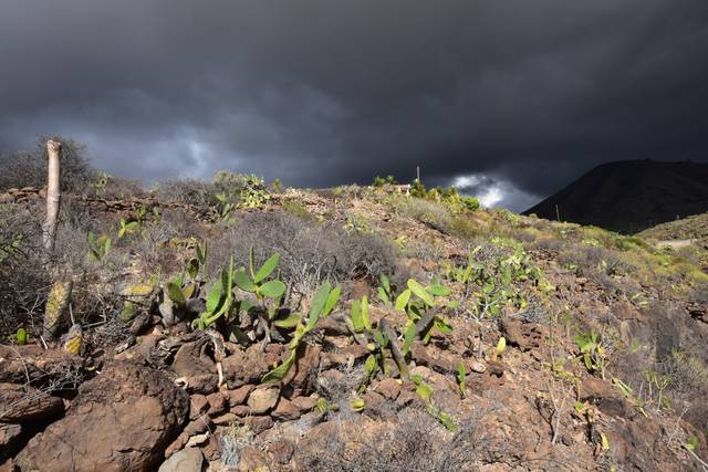 Terreno residencial en Venta en rosafor en Guía de Isora interior