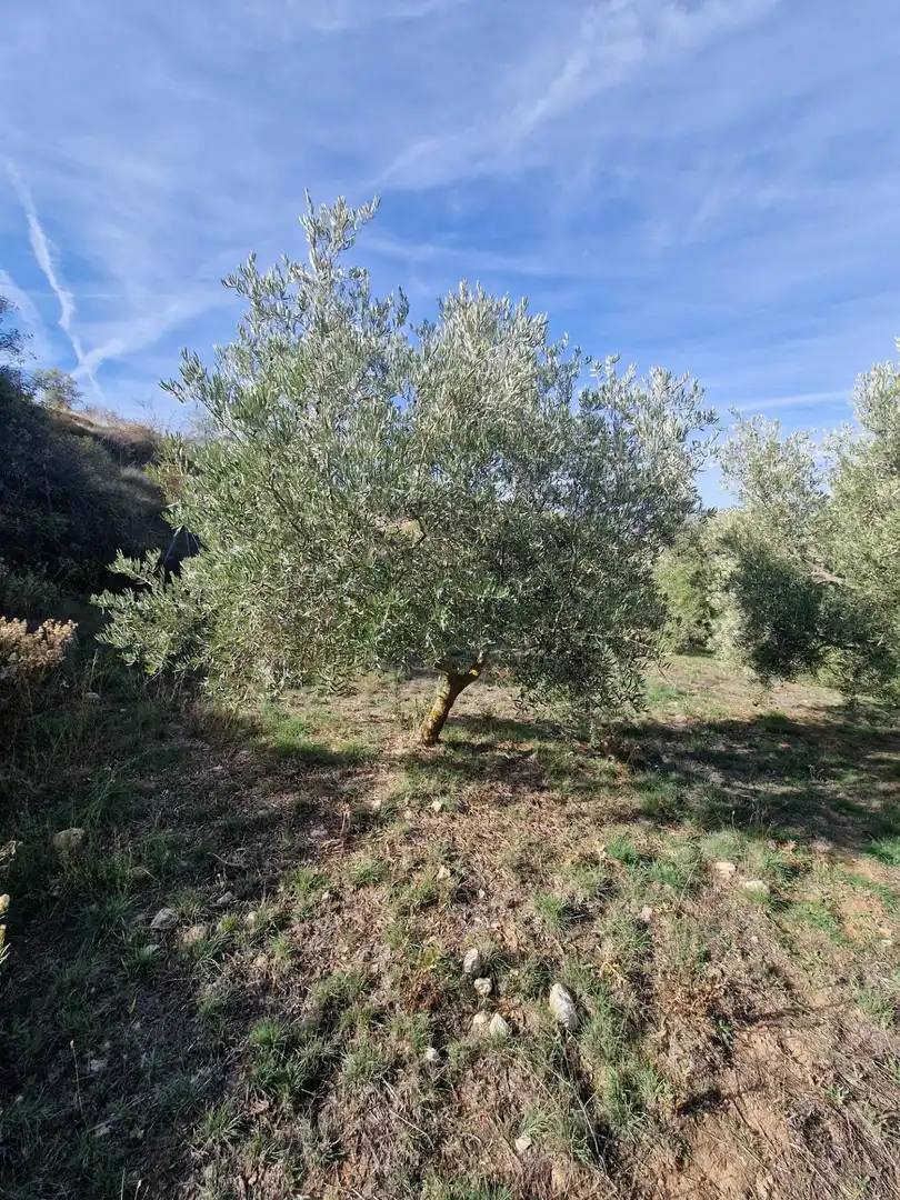 Maison rustique avec jardin à vendre à Cogollos de la Vega, imagen 68