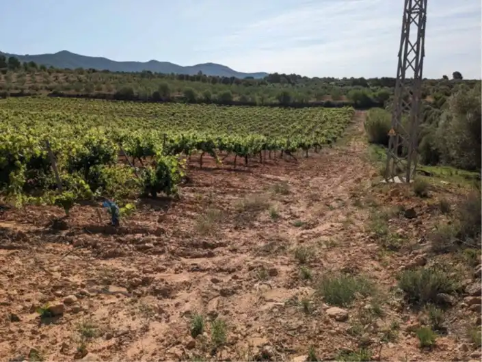 Terrain rustique à vendre à Requena, imagen 11