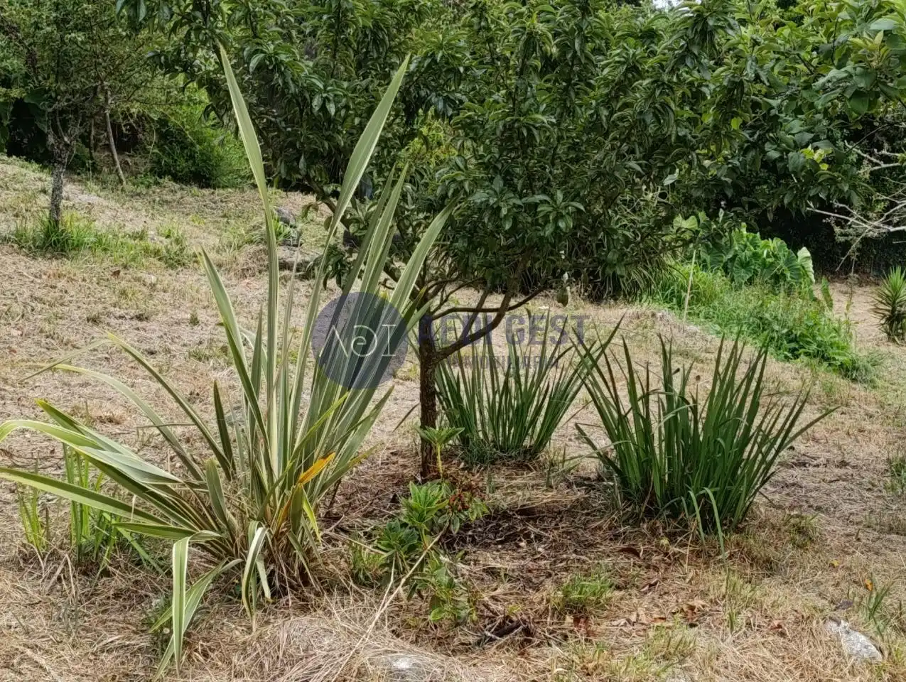 Maison avec jardin à vendre à Lugar Os Muros, imagen 6
