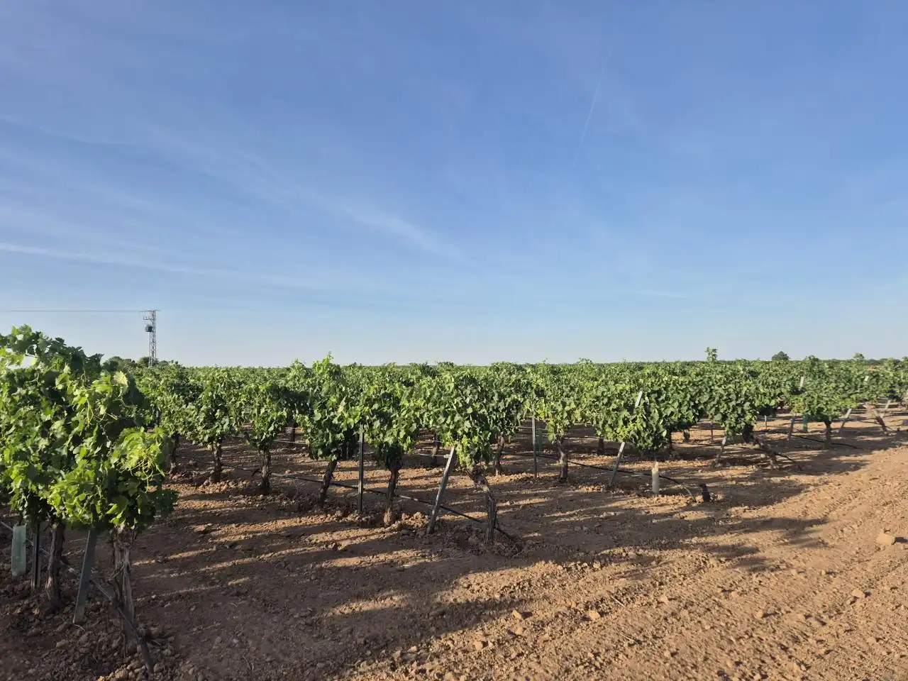 Terreno rustico in vendita a AGRICOLA, imagen 2