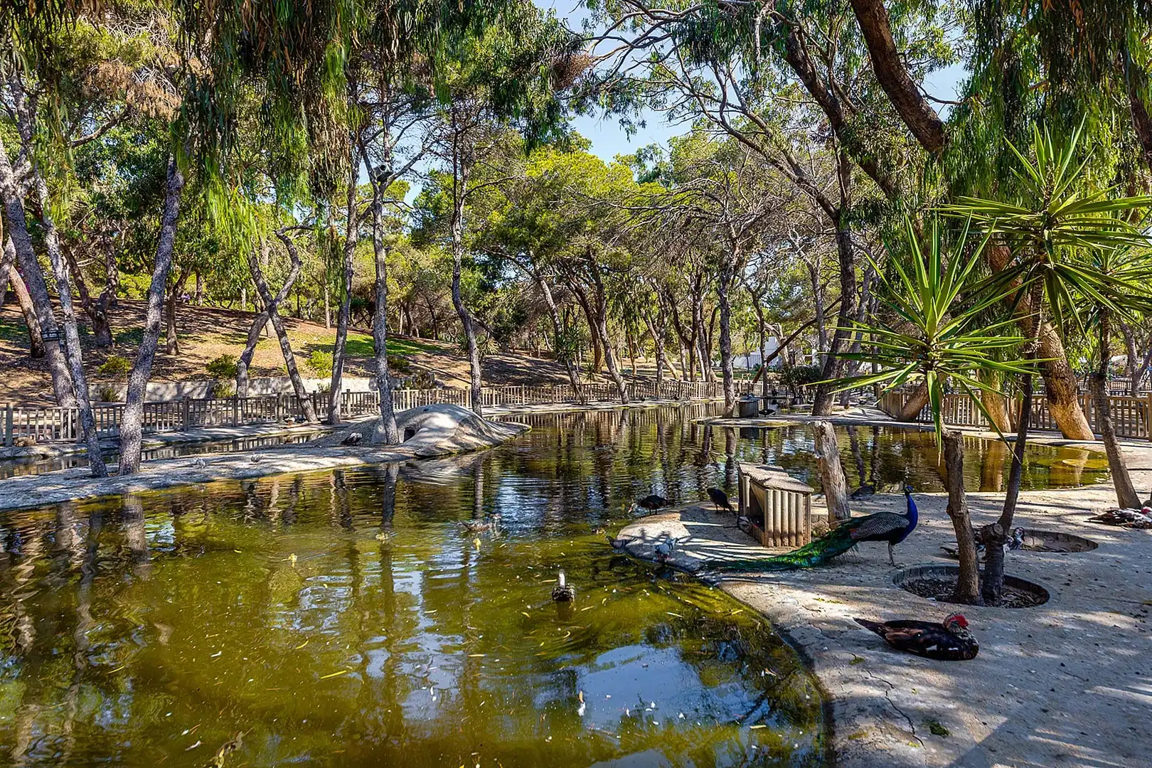 Apartamento con piscina en venta en El Raso, imagen 37
