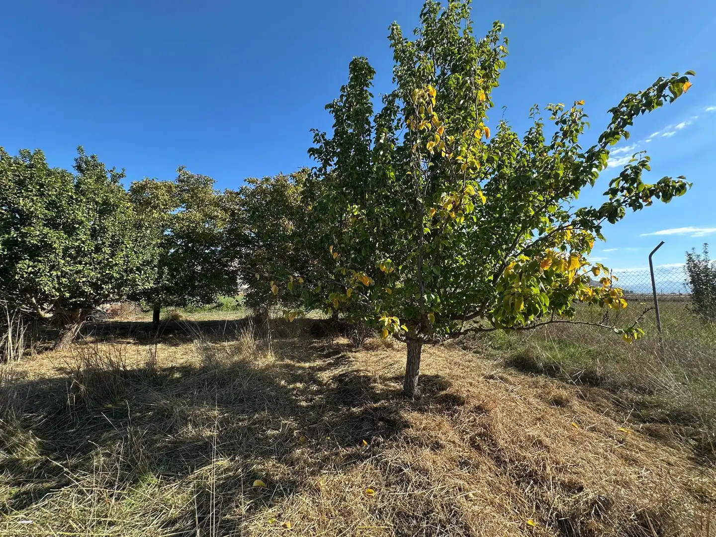 Finca rústica en venda en Fuente Vaqueros, Granada
