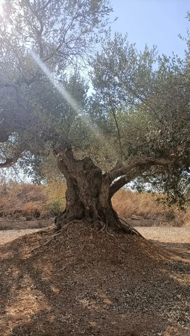 Terrain rustique à vendre à Camí de la Ferrereta 17, imagen 12