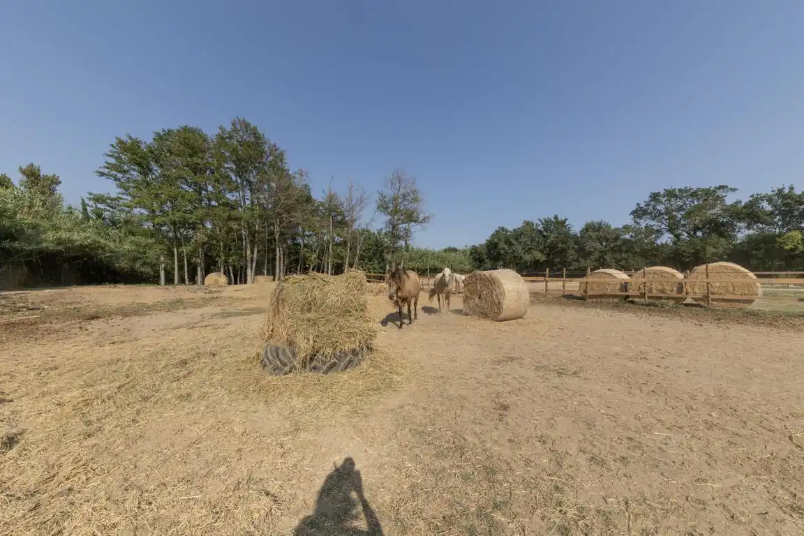 Rural land for sale in Carretera, imagen 22