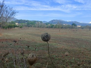 Terreny rústic en venda a Camí Moscari 26