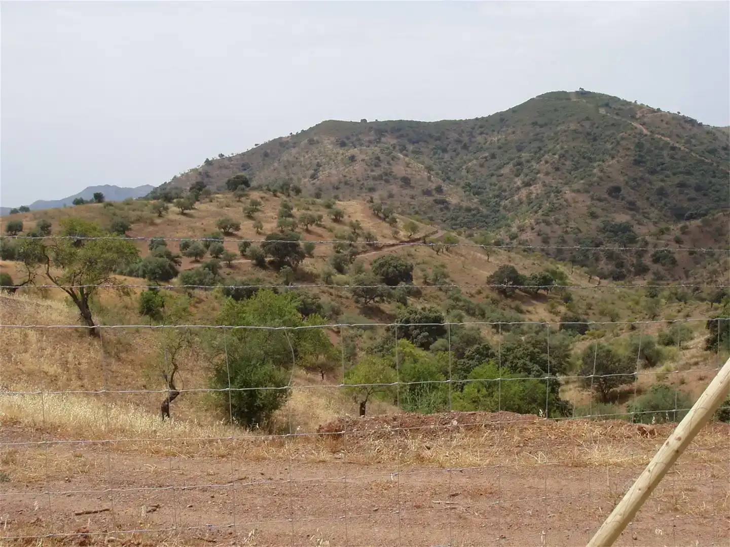 Finca rústica en venta en Almogía