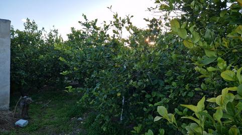 Foto 4 de Terreno en venta en Villanueva del Río Segura, Murcia