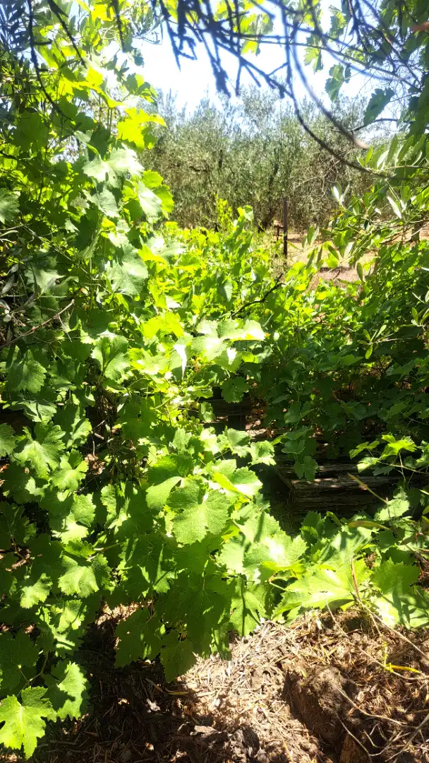 Casa rustica con giardino in vendita a Pedanías Norte, imagen 15