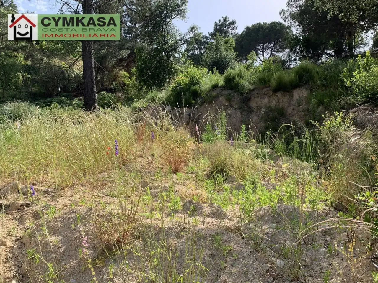 Terreno rustico in vendita a Montbarbat, imagen 2