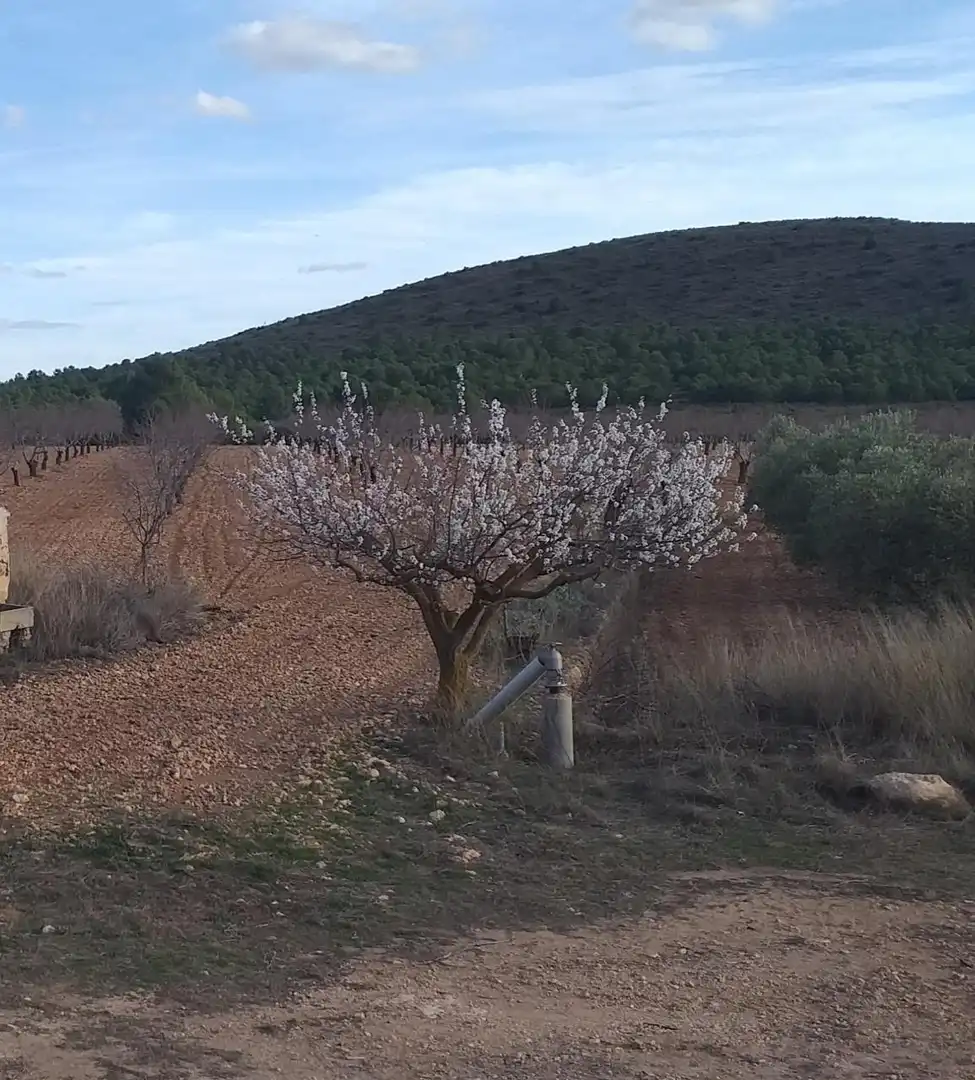 Finca rústica en venta en Yecla con Jardín privado