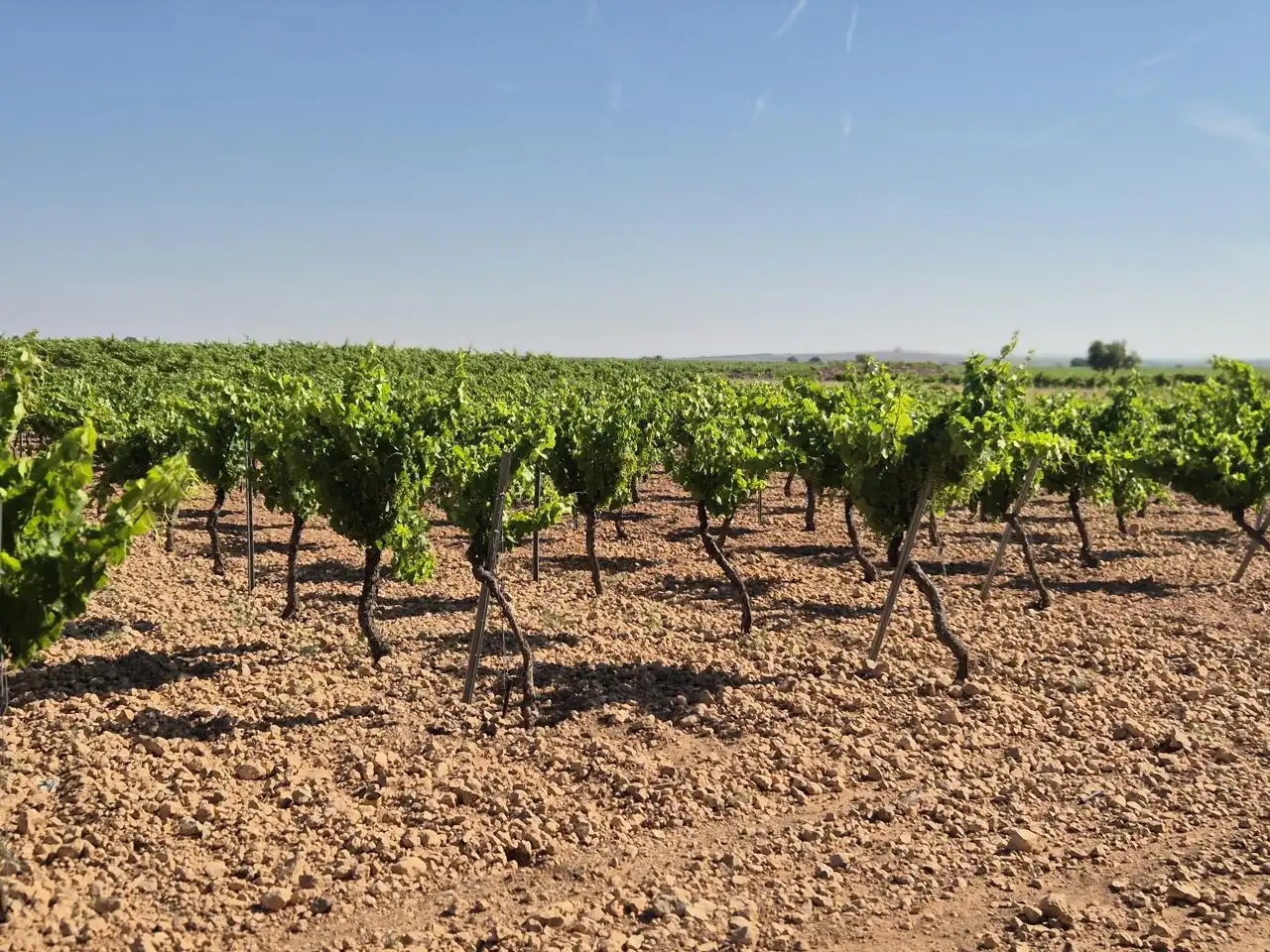 Terreno rustico in vendita a Las Colinas, imagen 2
