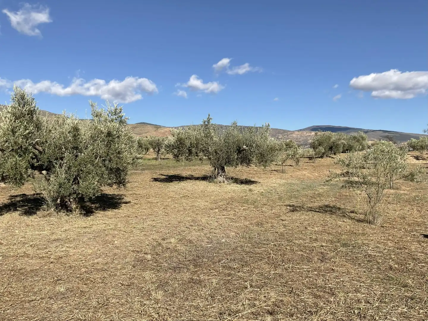 Land for sale in Padules