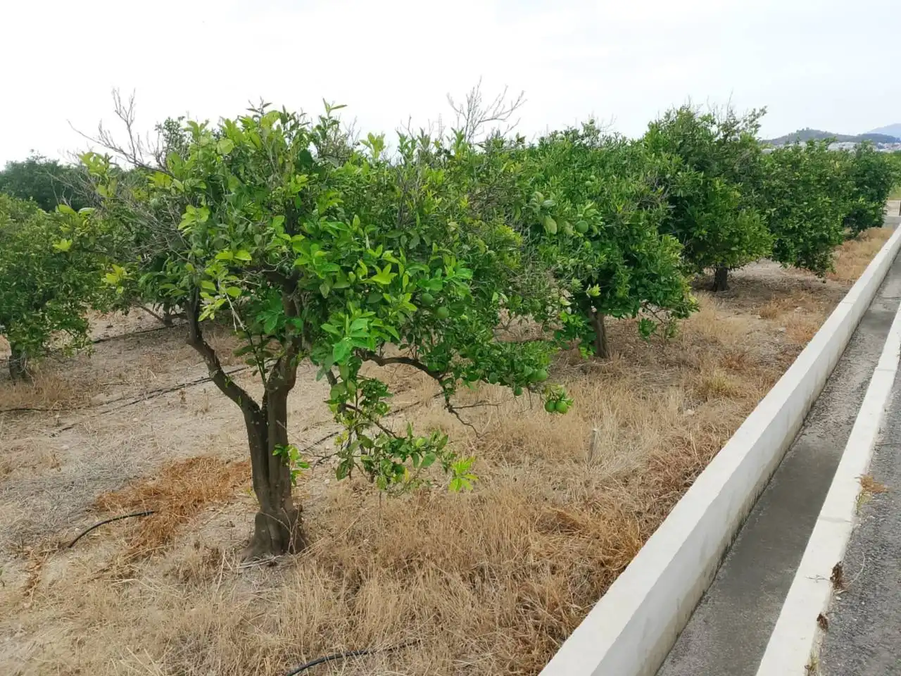 Terreny rústic en venda a Carretera Nazaret a Oliva 670, imagen 4