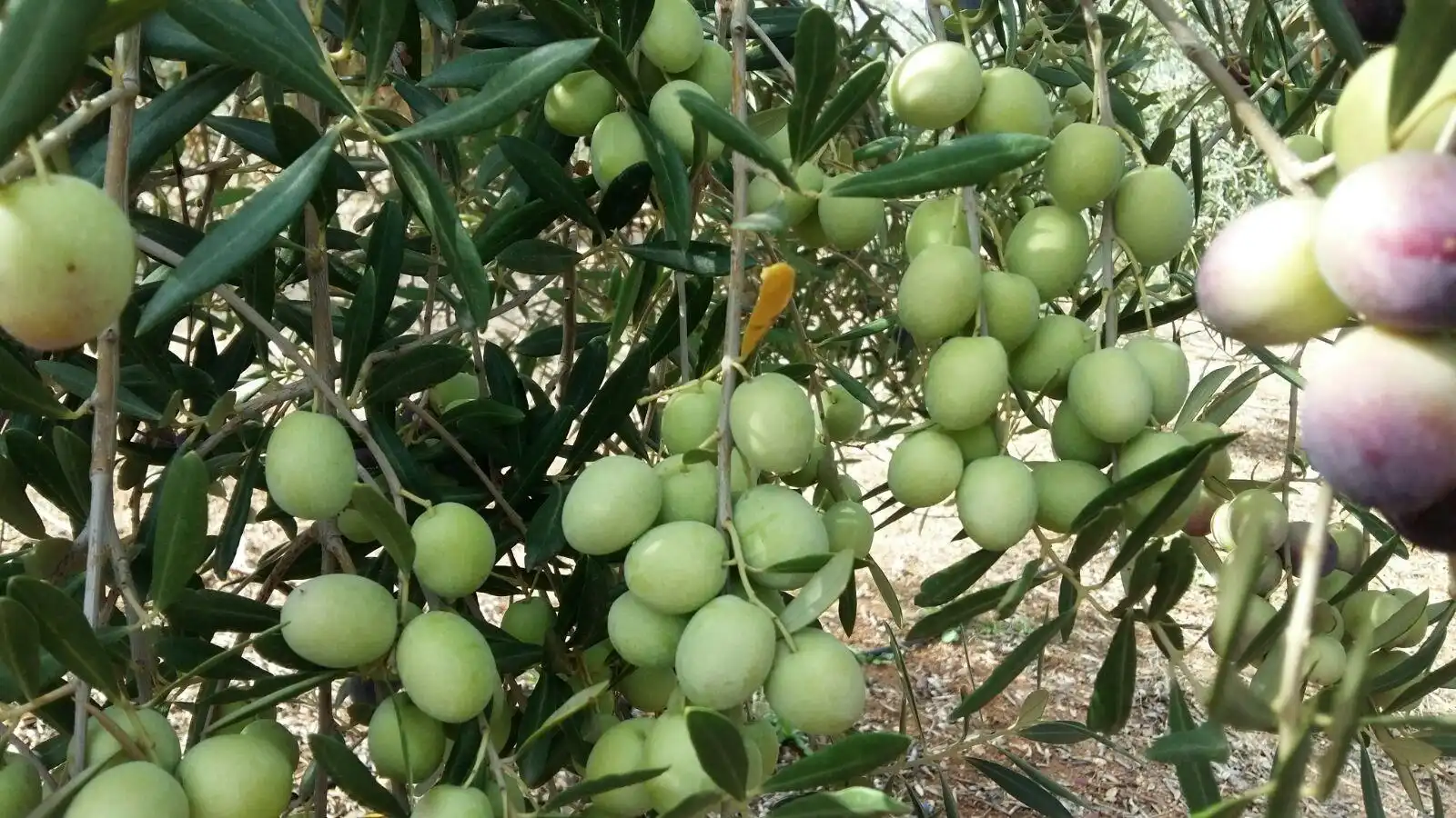 Terreni e lotti in vendita a Alange, imagen 14