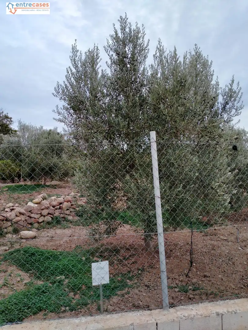 Rural land for sale in Petrés, imagen 10
