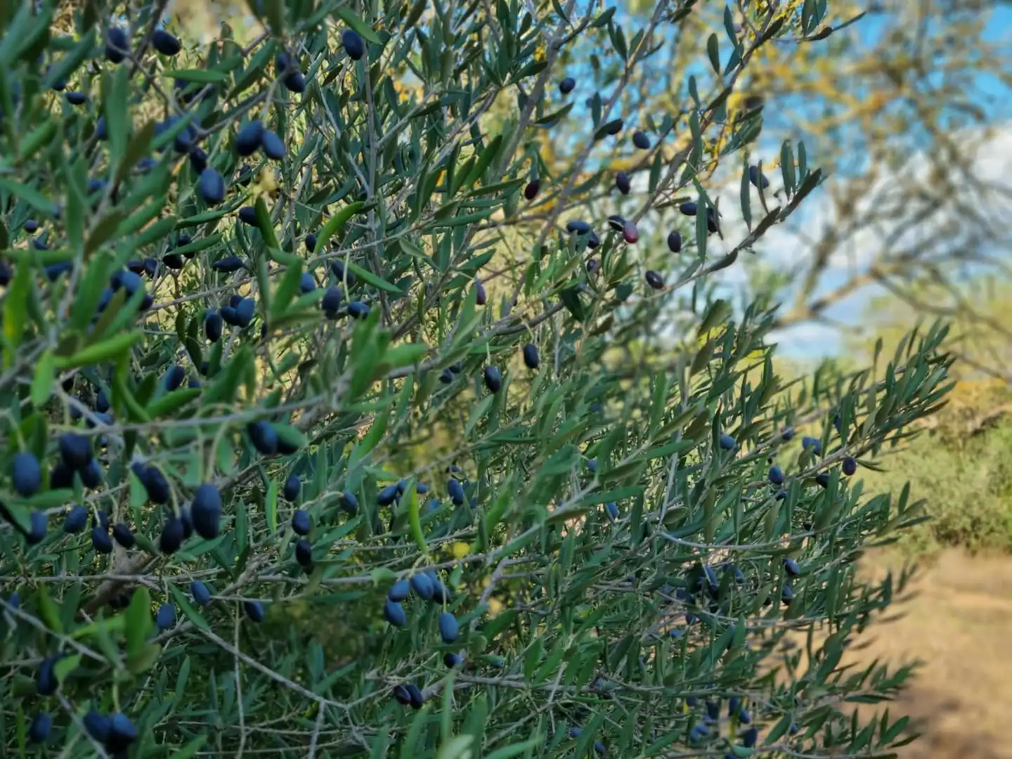 Grundstücke und Bauplätze zum Verkauf in poligono 14 parcela 31 Ginestar, imagen 22