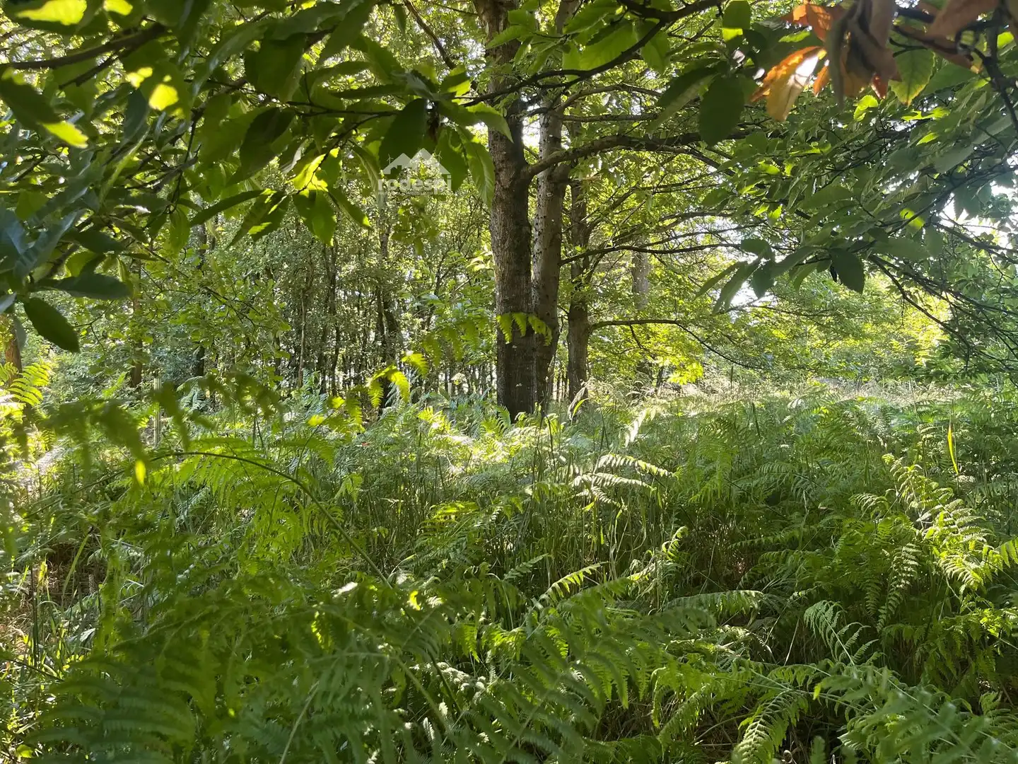 Jardín de Casa o chalet en venta en Piñor con Trastero y Amueblado