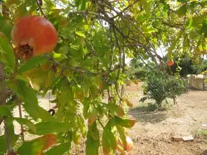 Jardí de Casa o xalet en venda en Dos Hermanas amb Aire condicionat, Jardí privat i Terrassa