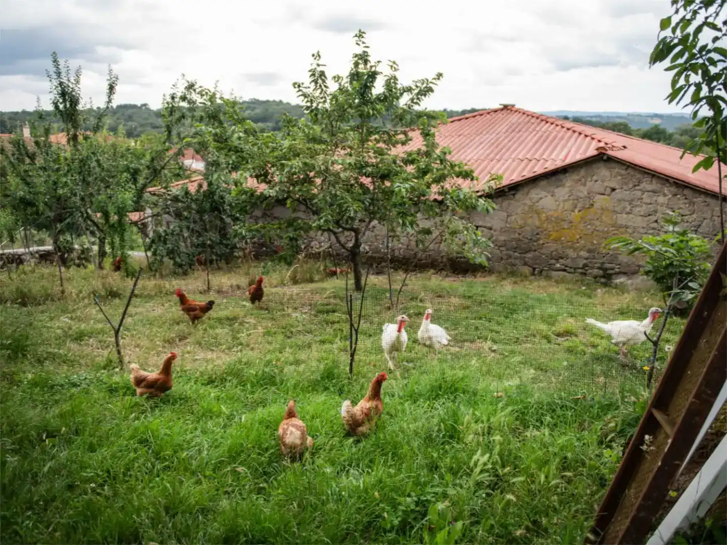 Jardí de Casa o xalet en venda en Taboada amb Jardí privat, Parquet i Traster