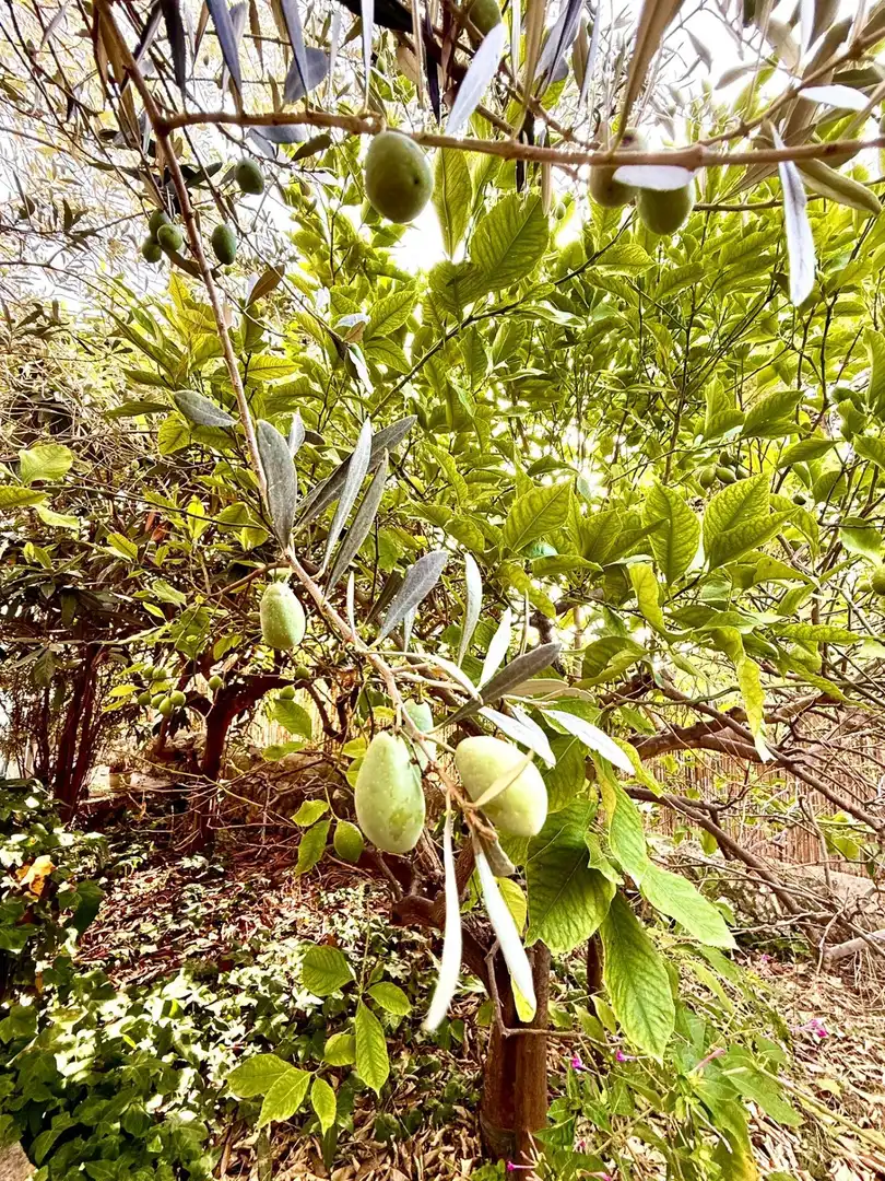Jardí de Casa o xalet en venda en Selva amb Jardí privat