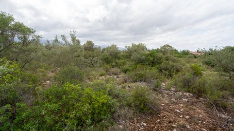 Finca rústica de 9000 m2 con agua de pozo comunitario, imatge 5