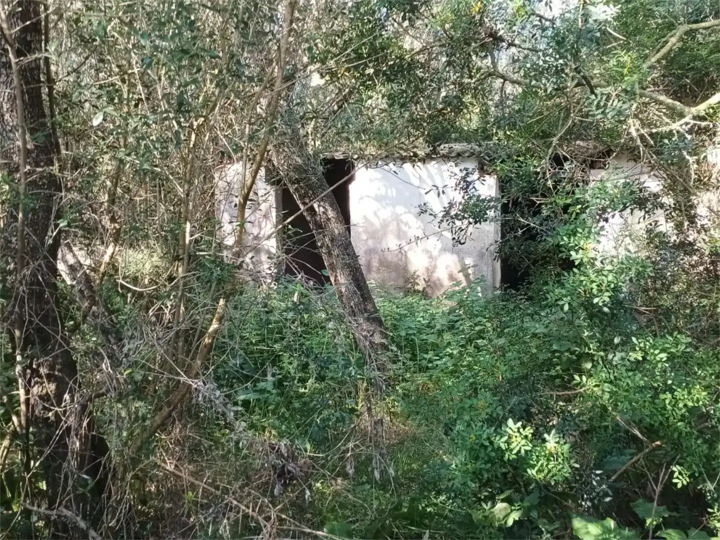 Land for sale in Alaior