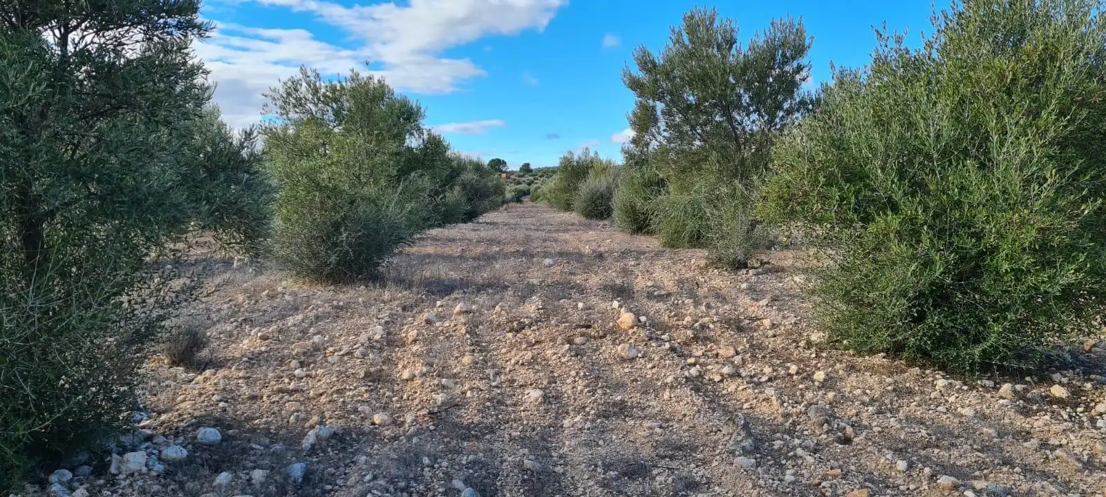 Terreny rústic en venda a Pedanías Centro, imagen 3