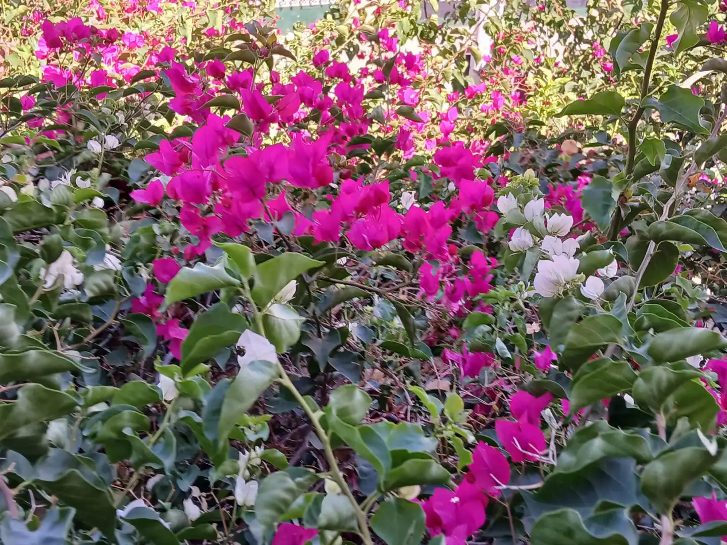Xalet amb jardí en venda a Los Cuarteros, imagen 38