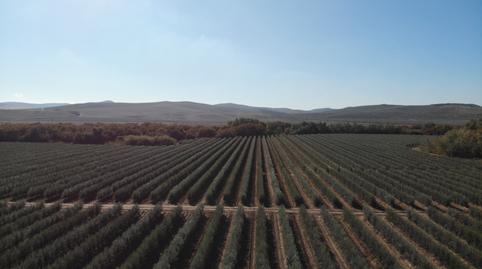 Foto 4 de Terreno de alquiler en Carretera Jerez -guadalcacín, Caballero Bonald - San José Obrero - Guadalcacín, Cádiz