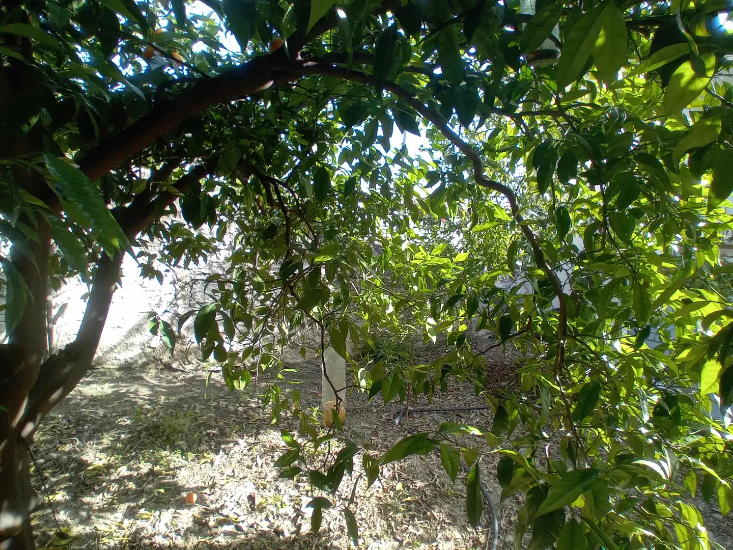 Maison mitoyenne avec jardin à vendre à Alozaina, imagen 18