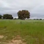 Rural land for sale in Topas, imagen 11