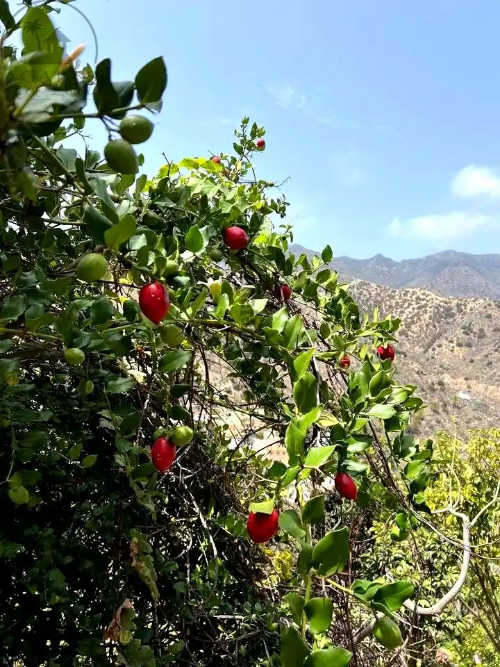 Jardín de Finca rústica en venta en Vallehermoso con Aire acondicionado, Calefacción y Jardín privado