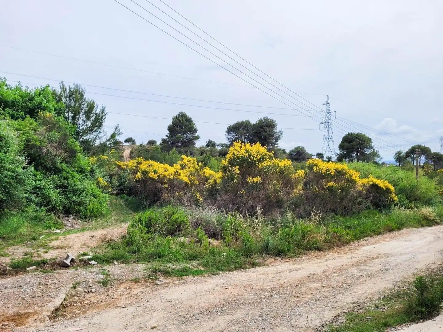 Terreno rústico en venta en Castellbisbal, imagen 17