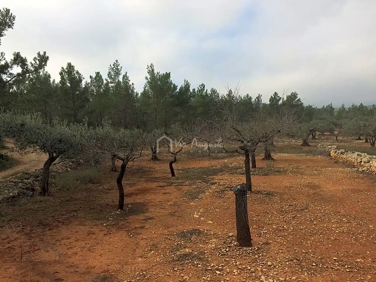 Terreno rustico in vendita a Burga, imagen 14