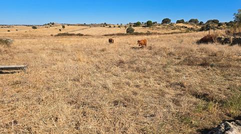 Photo 3 of Land for sale in N/a, -1, Villa del Rey, Cáceres