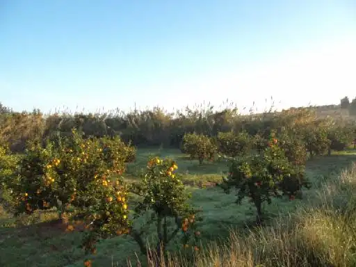 Terrain rustique à vendre à C/ Pla de Pixamuller, imagen 7