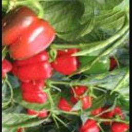 Terreno en Venta en N/A, -1 en Níjar pueblo