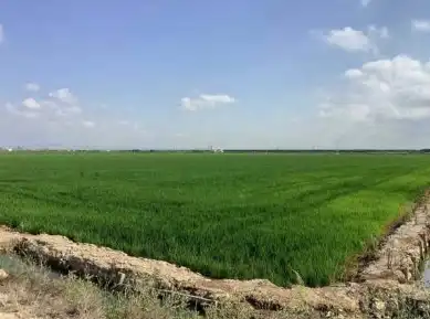 Terreno rustico in vendita a Catarroja
