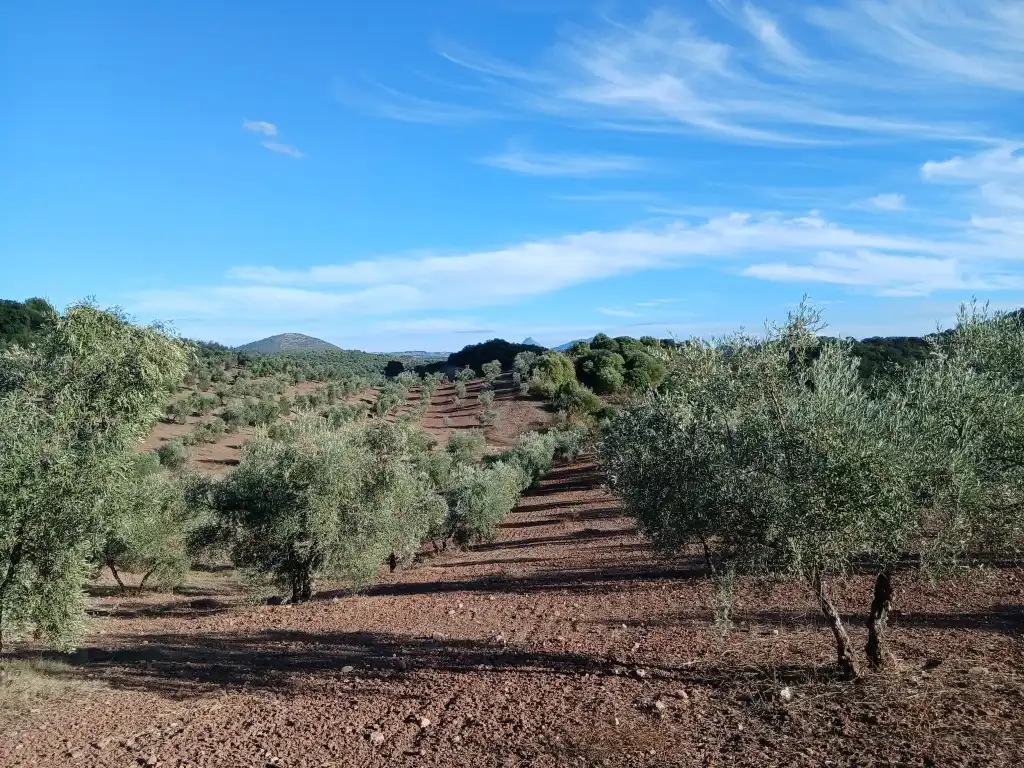 Residential for sale in Morón de la Frontera