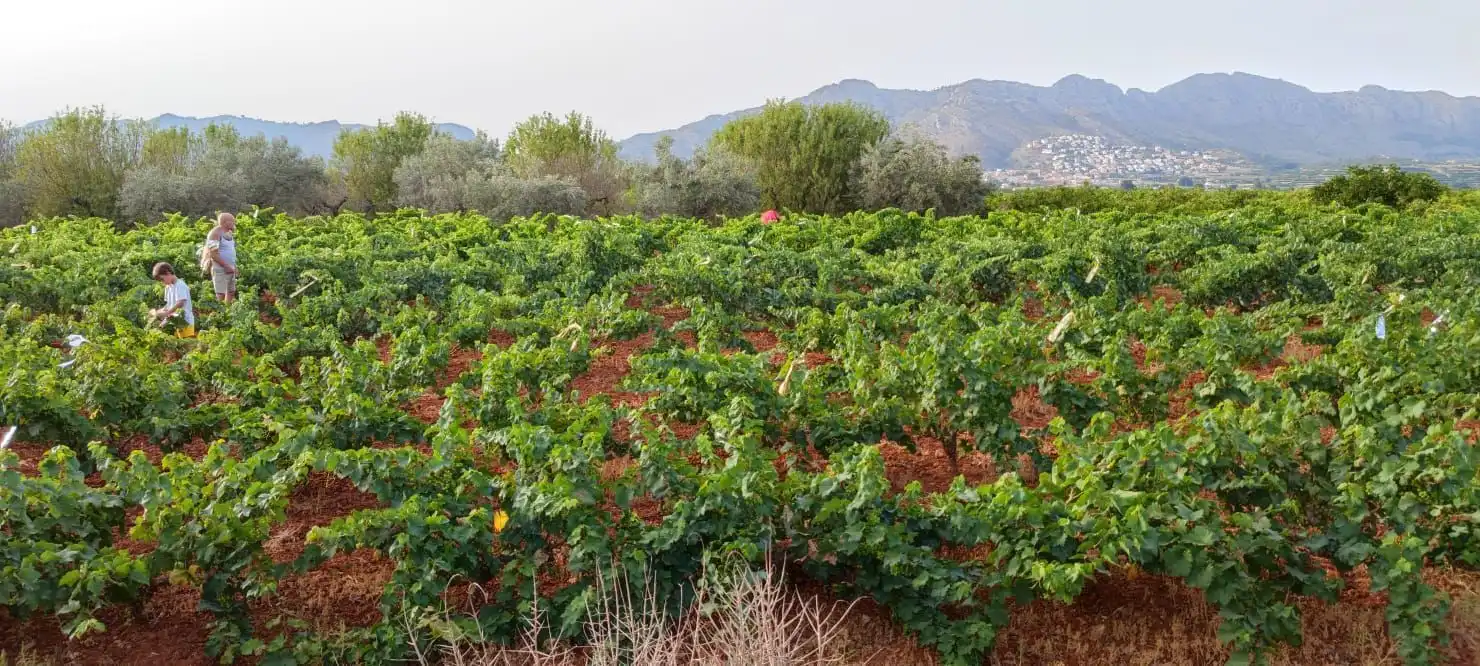 Jardí de Finca rústica en venda en Benidoleig amb Jardí privat, Terrassa i Piscina