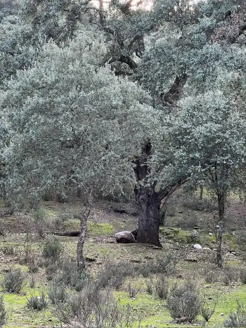 Jardín de Terreno en venta en Almendral de la Cañada, Toledo