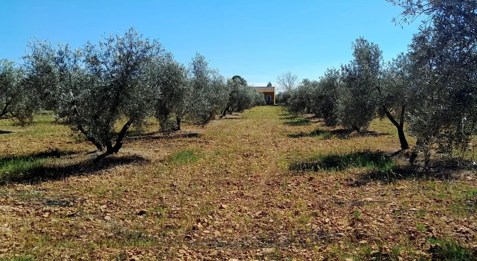 Rural land for sale in Valdepeñas, imagen 7